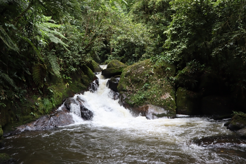 Galeria cachoeira-do-cambuci